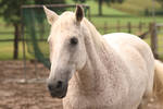 andalusian portrait Sueno by Nexu4