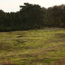 heath landscape with moss