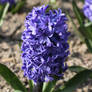 blue hyacinth flower