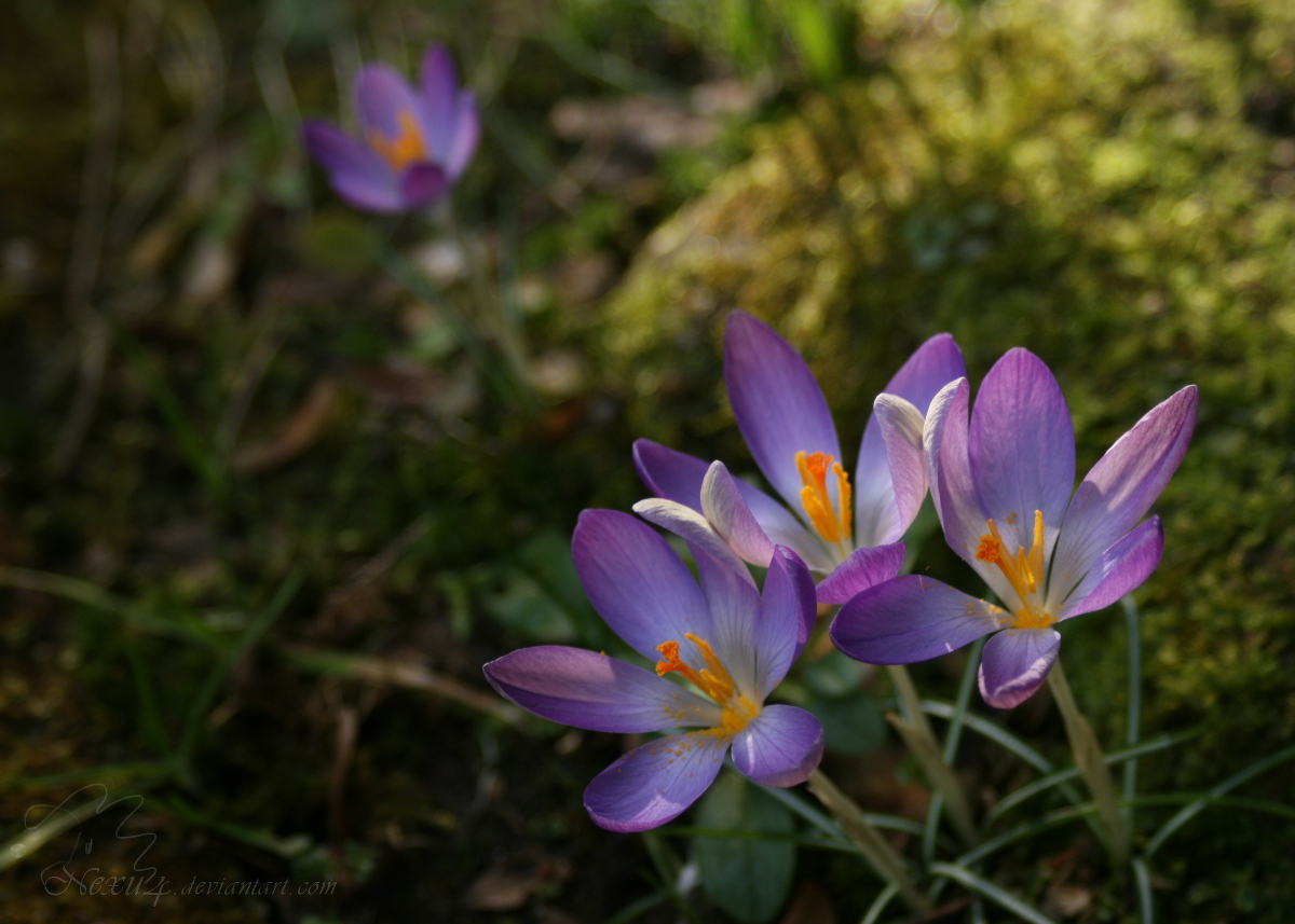 hidden crocus in the garden