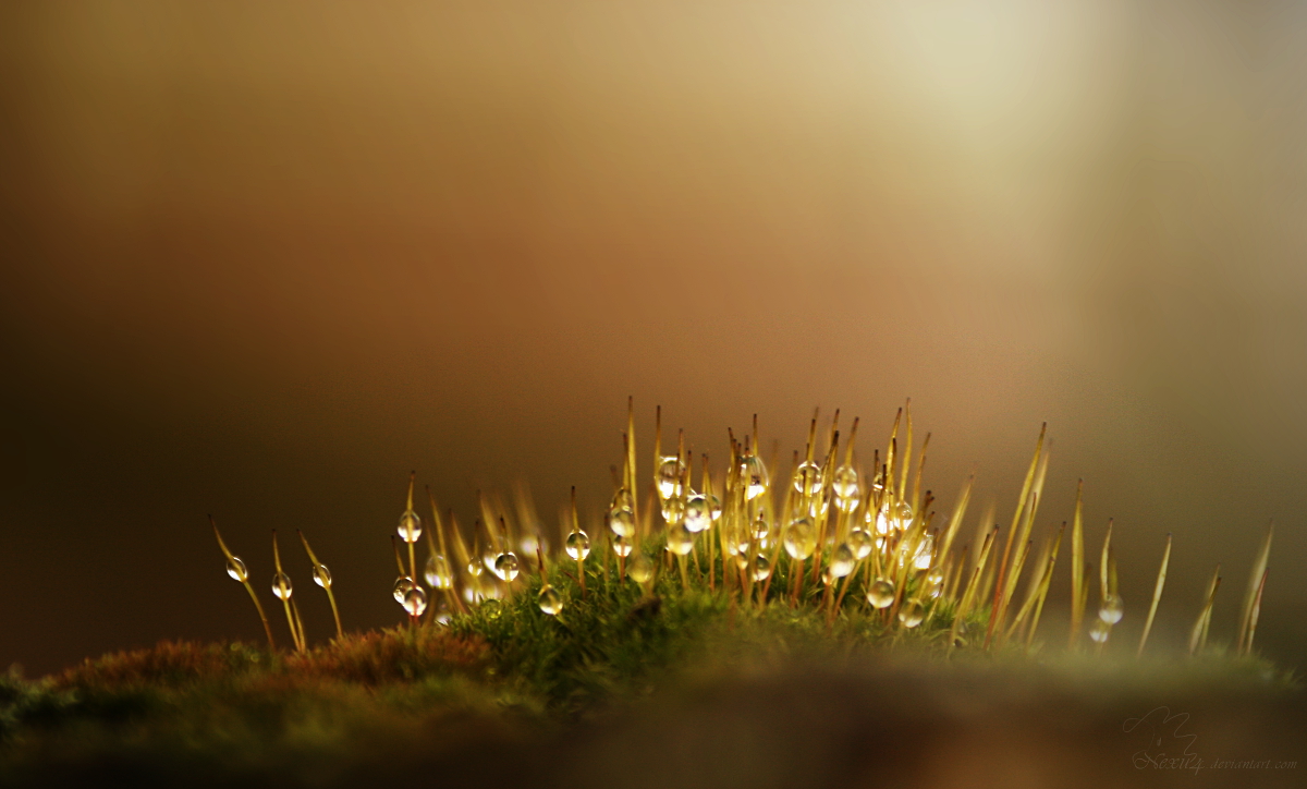 moss and waterdrops in the morning