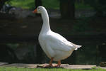 white goose by Nexu4