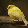 yellow canary bird - gelber Kanarienvogel