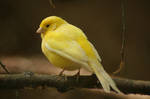 yellow canary bird - gelber Kanarienvogel by Nexu4