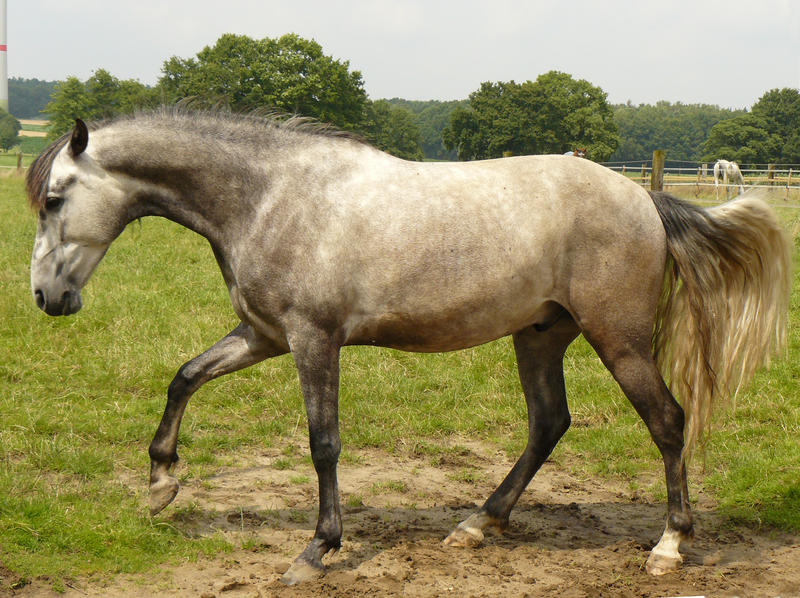 grey andalusian gelding -Du kommst hier nicht rein