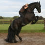 friesian janosch rearing with rider
