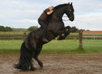 friesian janosch rearing with rider