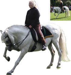 white andalusian on a show precut by Nexu4