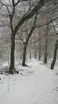 winter path in little forest by Nexu4