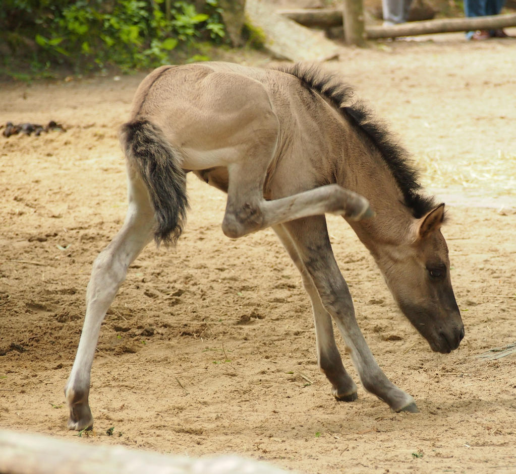 horse pony foal