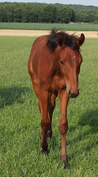 young bay horse