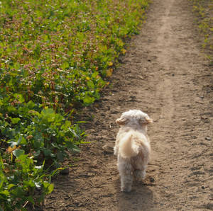 little white dog back view