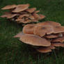 older mushroom group