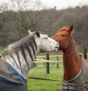 white horse and chestnut by Nexu4 white horse and chestnut by Nexu4