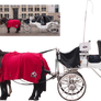white horse carriage png