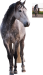 andalusian horse standing grey white png precut by Nexu4 andalusian horse standing grey white png precut by Nexu4