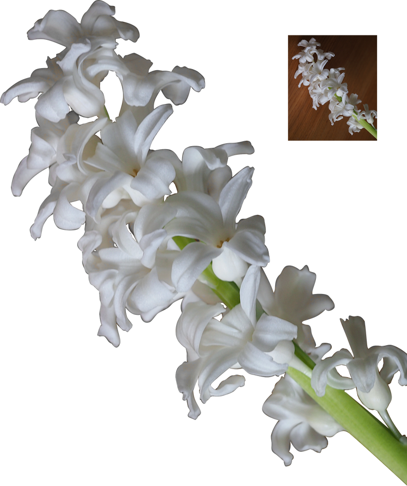 white hyacinth flower blossoms png by Nexu4 on DeviantArt