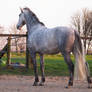 grey andalusian backside 1