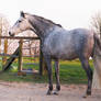 grey andalusian backside 2