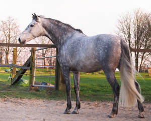 grey andalusian backside 2