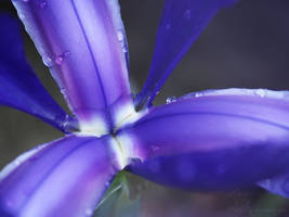 April Showers - blue flower after the rain