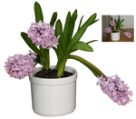 hyacynthus trio in a pot png