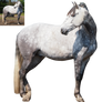 andalusian horse standing and looking back