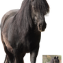 old frisian mare walking precut png