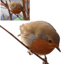 bird robin precut