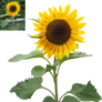 sunflower png precut
