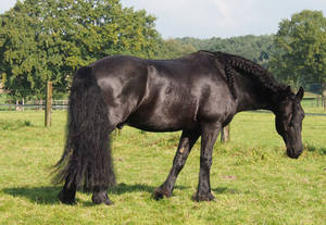 friendly friesian horse on meadow by Nexu4