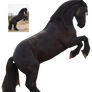 friesian rearing 2 black horse precut png stock