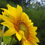 sunflower stock