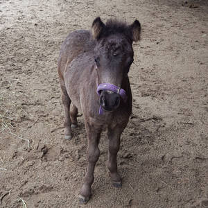 little foal Shetland