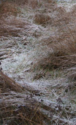 frosty meadow 1