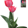 flower red tulip precut png