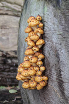 mushrooms autumn tree bole