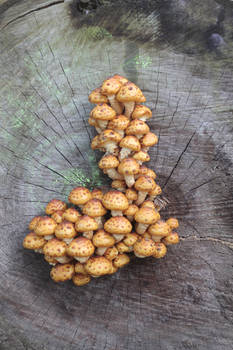 mushrooms on a tree bole