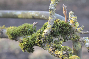 moss world in january II