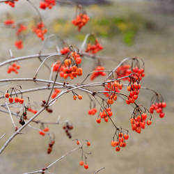 Viburnum