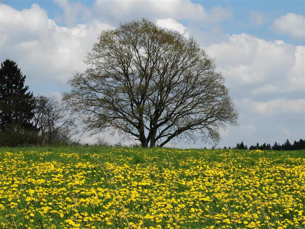 Springtree by Olinardo on DeviantArt