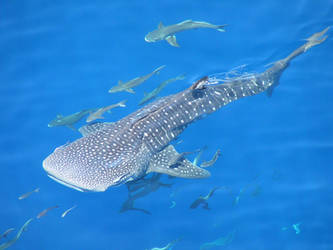 Whale shark