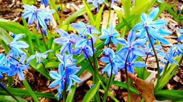 Little blue puple flowers