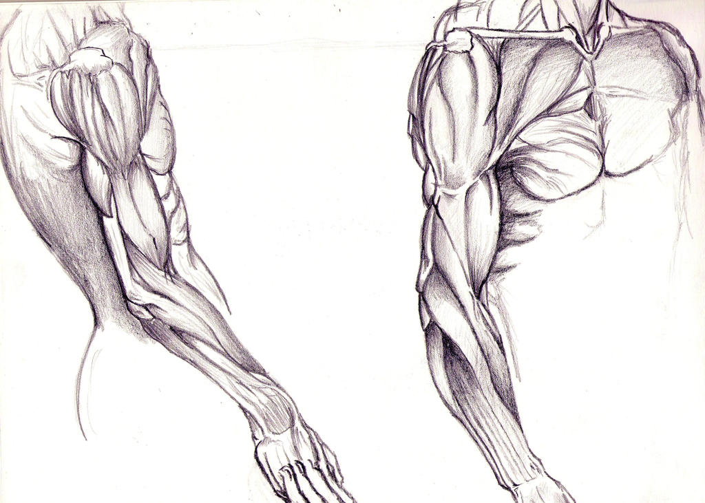 Human shape training Draw #2 by Baalthankamaro on DeviantArt