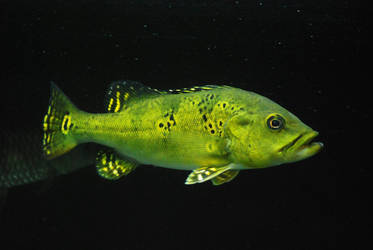 cichla kelberi