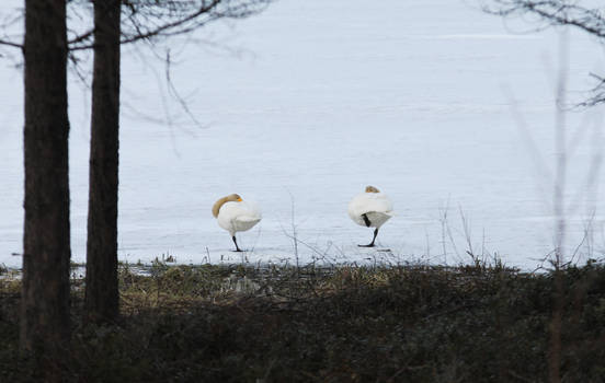 Swans sleeping on ice in FInland