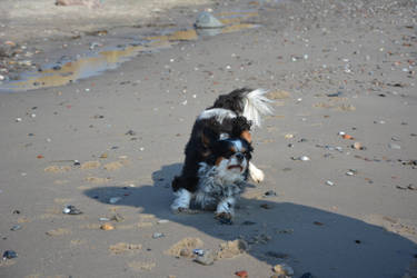 At the Beach