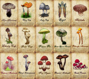 Mushroom Poster