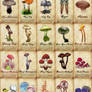 Mushroom Poster 02