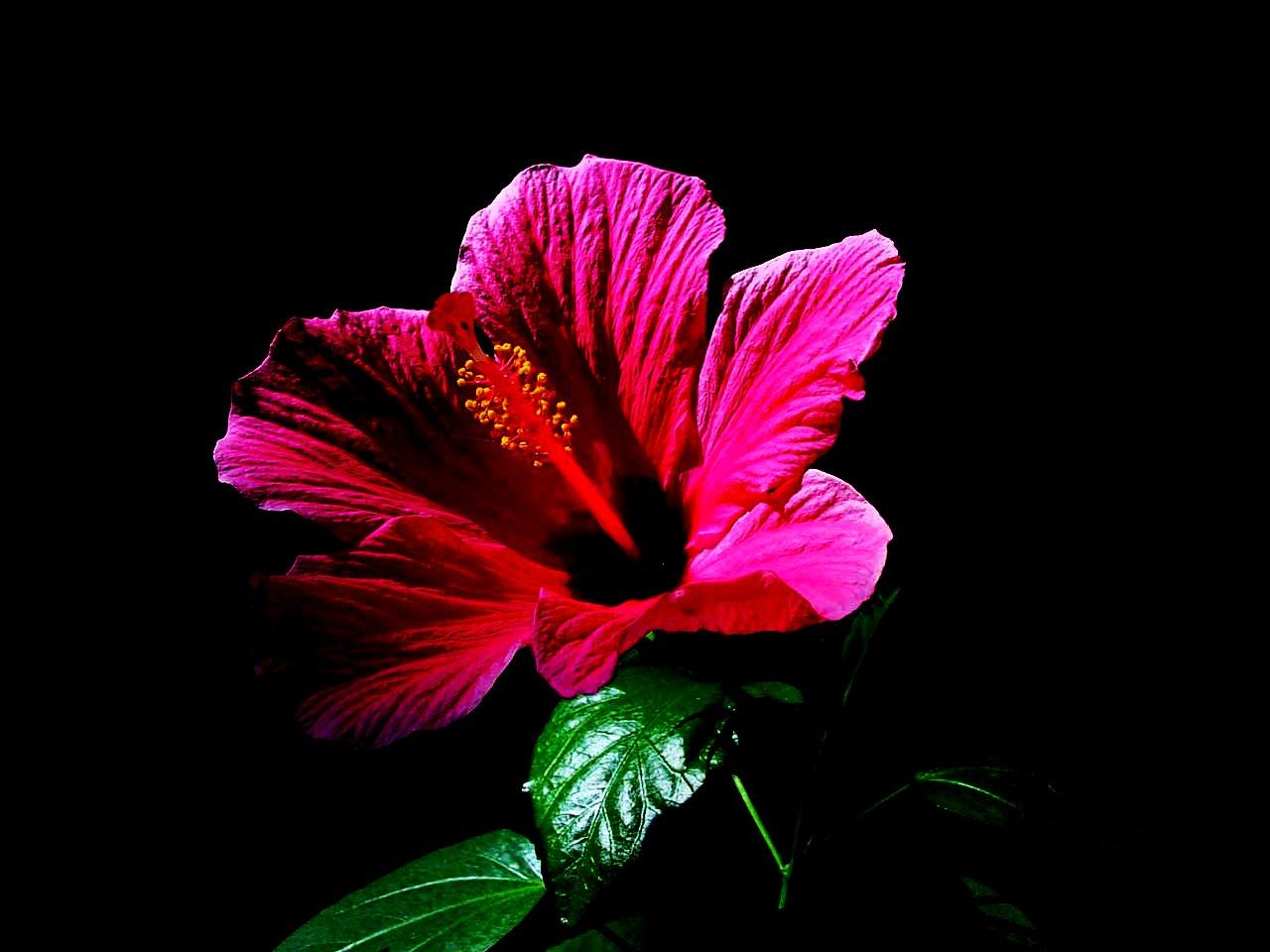 Hibiscus